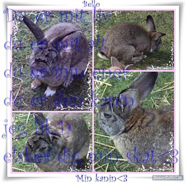 Kanin bello SOLGT billede 12