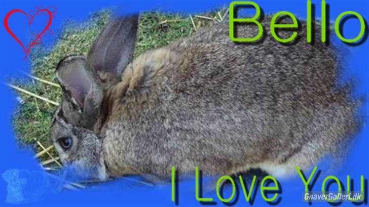 Kanin bello SOLGT billede 13