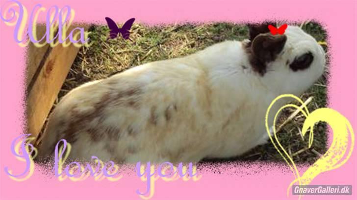 Kanin Ulla (R.I.P) billede 16