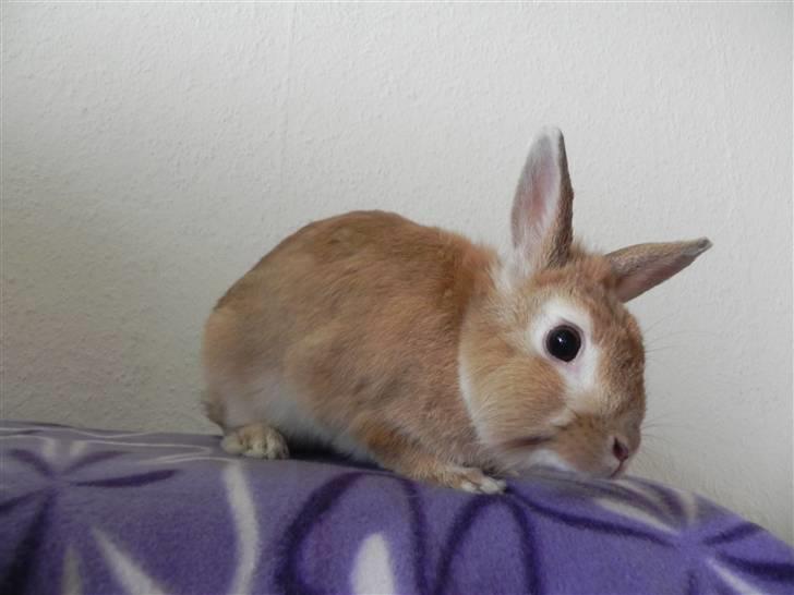 Kanin Wimse billede 13