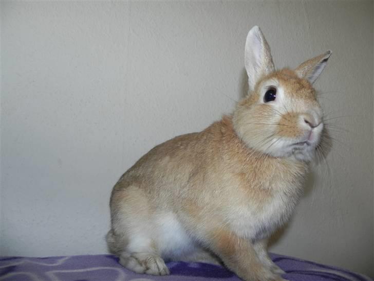 Kanin Wimse billede 14