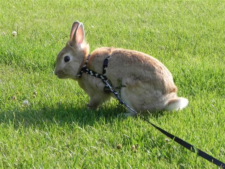 Kanin Wimse billede 16