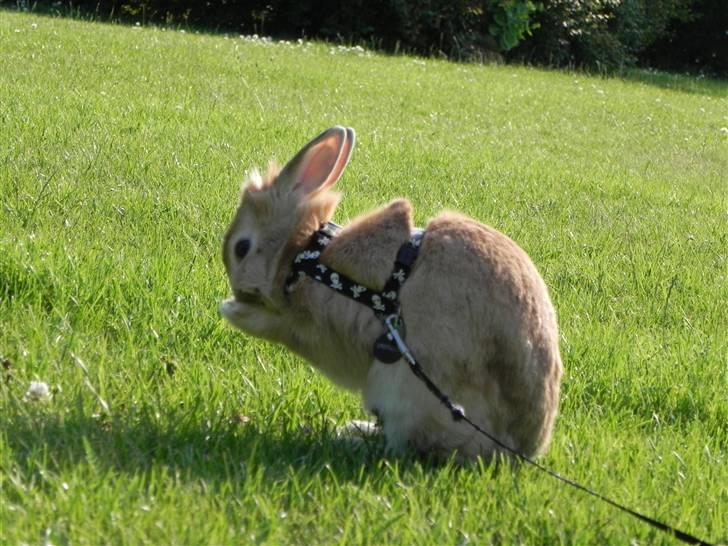 Kanin Wimse billede 17