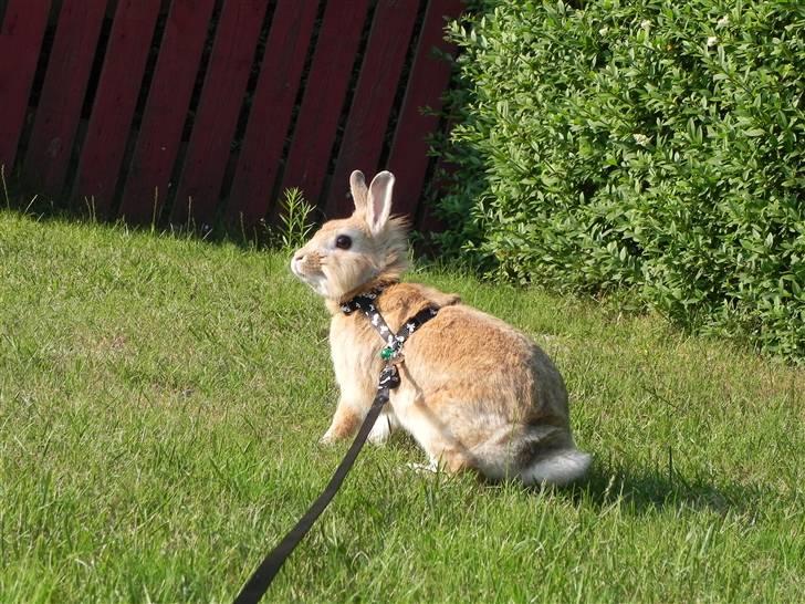 Kanin Wimse billede 18