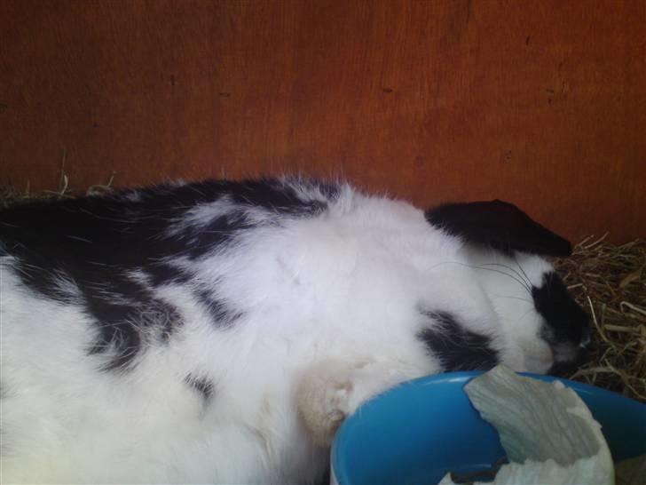 Kanin Ninus - slapper af i den her varme billede 13