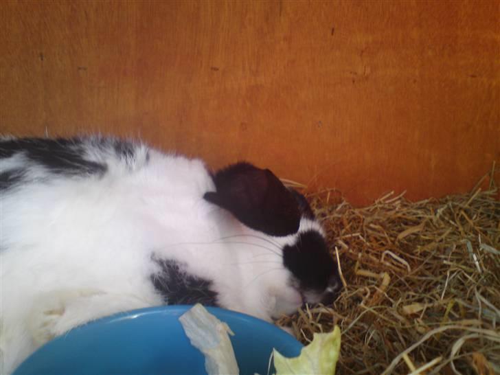 Kanin Ninus billede 14