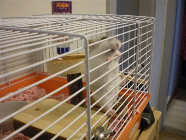 Dværghamster Pipi R.I.P - Så skal der lige bides i nogle tremmer billede 1