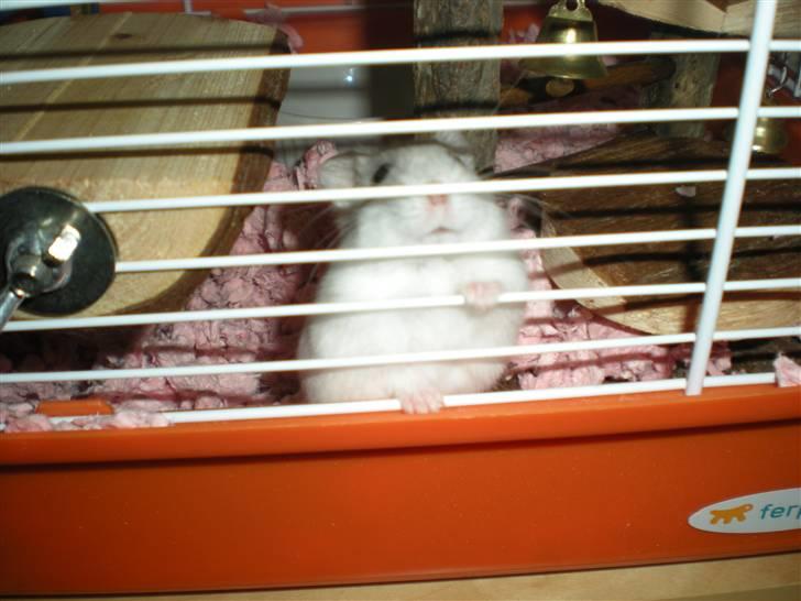 Dværghamster Pipi R.I.P billede 2