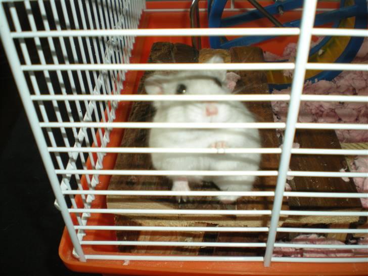 Dværghamster Pipi R.I.P - Hvorfor får jeg ikke noget mad!? billede 3