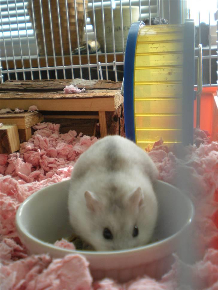 Dværghamster Pipi R.I.P - Mmmm mad! billede 4