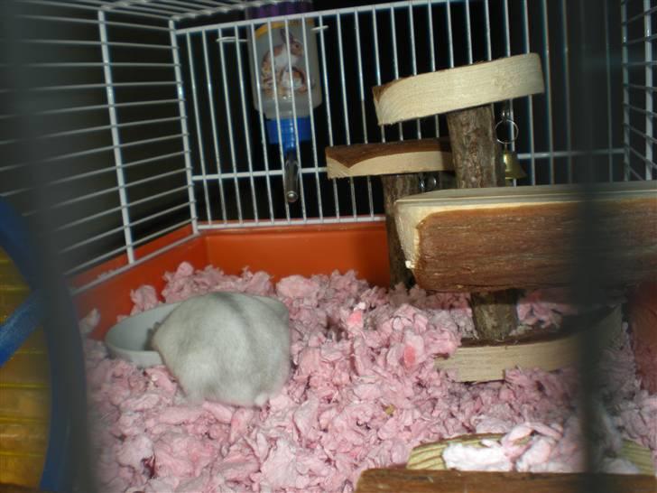 Dværghamster Pipi R.I.P - Man spiser altså bedst når ens numse kan hænge til tørre imens! billede 5