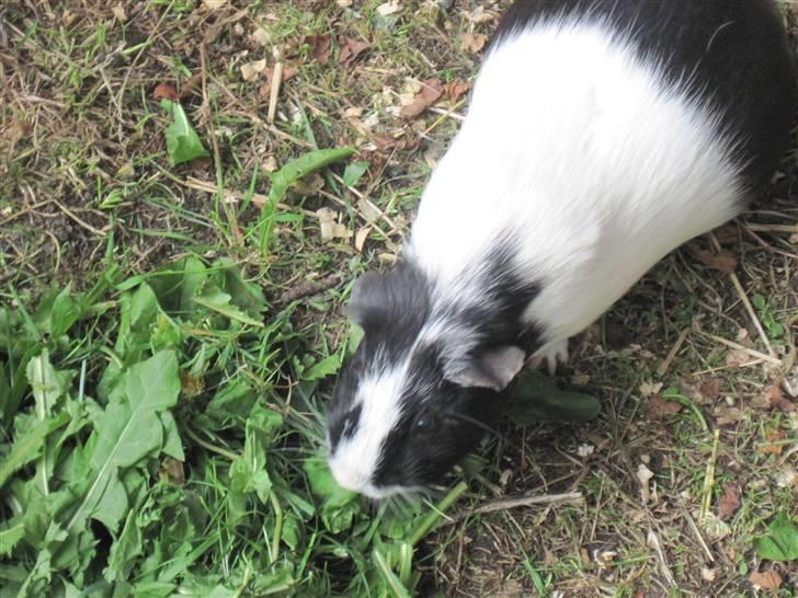 Marsvin Speedy R.I.P billede 1