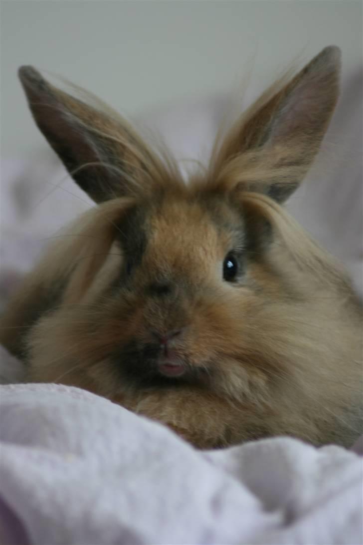 Kanin Nynne  *meget savnet* billede 9