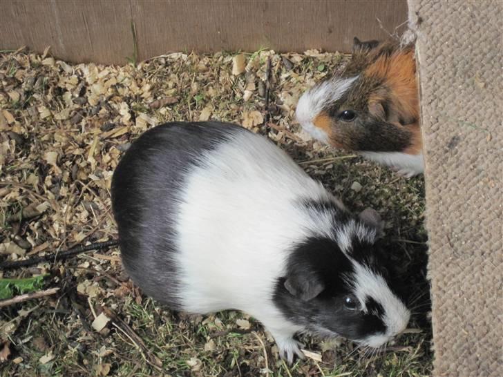 Marsvin Speedy R.I.P billede 3