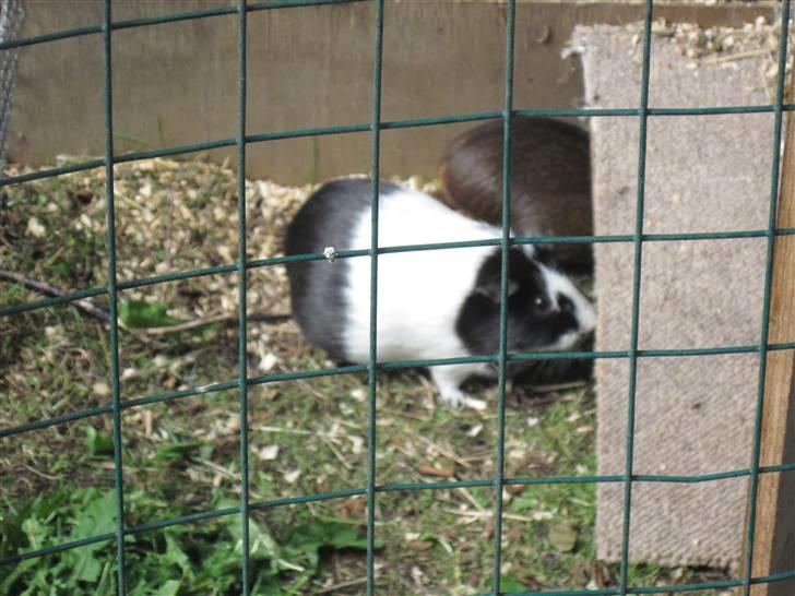 Marsvin Speedy R.I.P billede 4