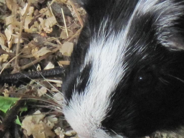 Marsvin Speedy R.I.P billede 5