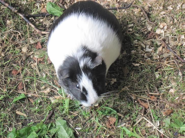 Marsvin Speedy R.I.P billede 6