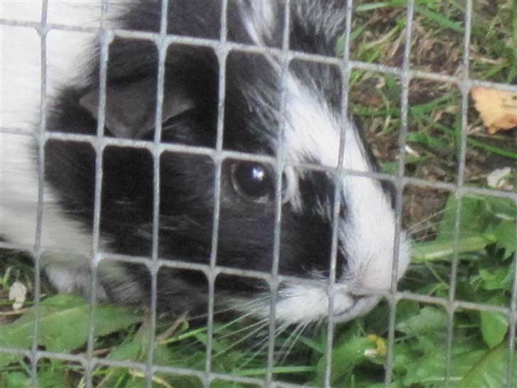 Marsvin Speedy R.I.P billede 7