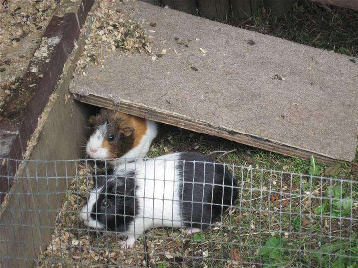 Marsvin Speedy R.I.P billede 8