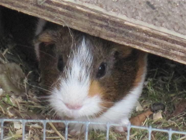 Marsvin Freja billede 1