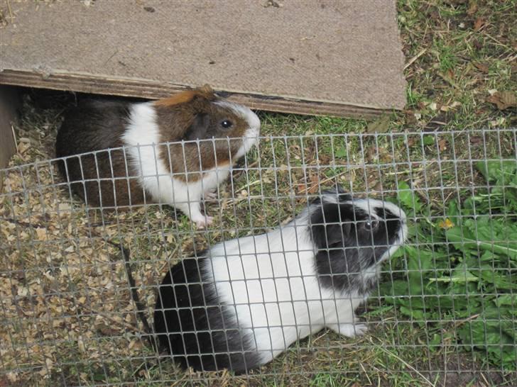 Marsvin Freja billede 2