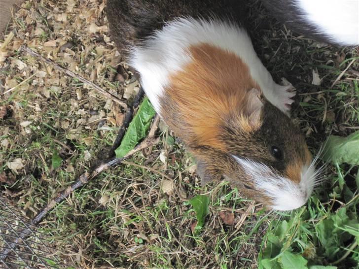 Marsvin Freja billede 3