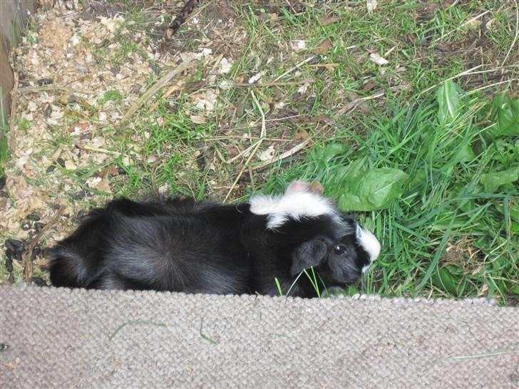 Marsvin Gismo billede 6