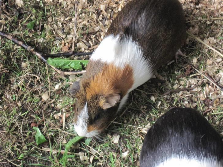 Marsvin Freja billede 4