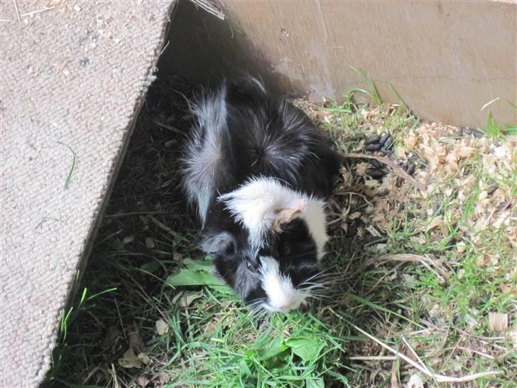 Marsvin Gismo billede 7