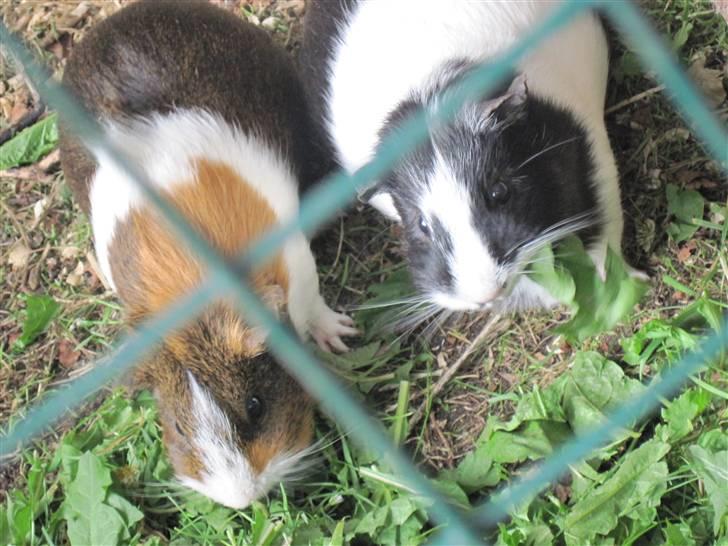 Marsvin Freja billede 5