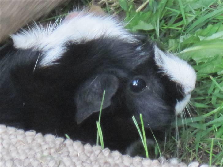 Marsvin Gismo billede 8