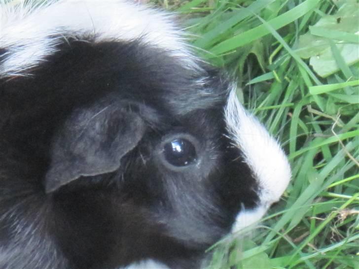 Marsvin Gismo billede 9