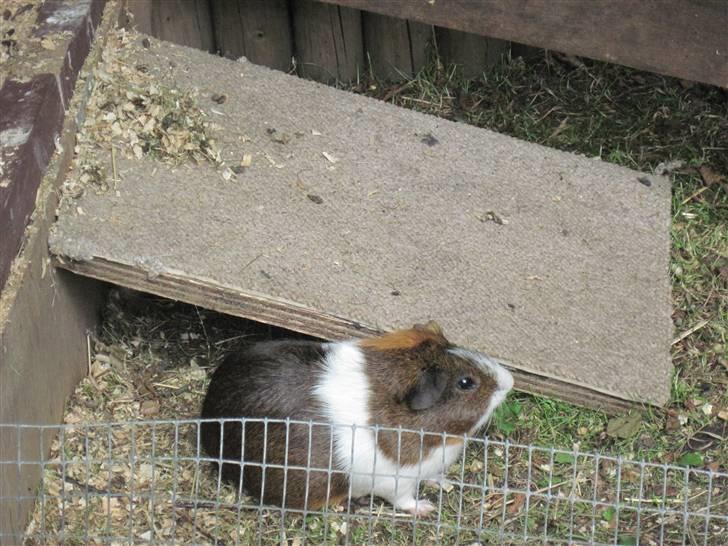 Marsvin Freja billede 6