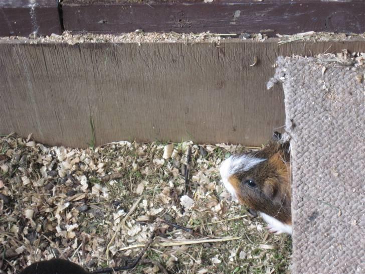 Marsvin Freja billede 7