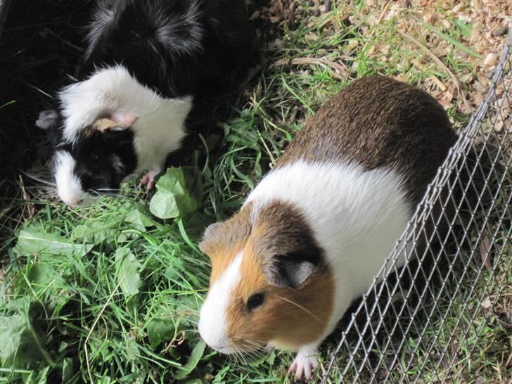 Marsvin Gismo billede 11