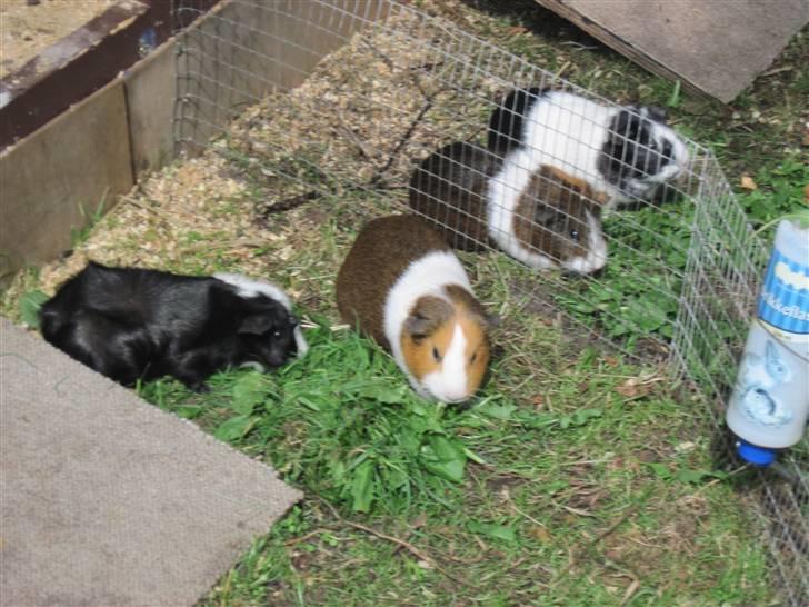 Marsvin Freja billede 8