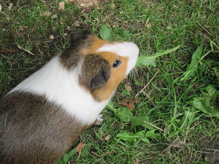 Marsvin Garfield R.I.P billede 4