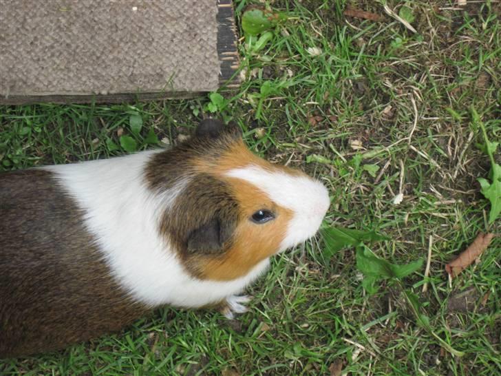 Marsvin Garfield R.I.P billede 5