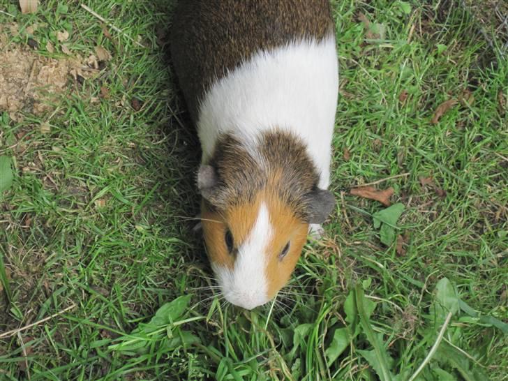 Marsvin Garfield R.I.P billede 6