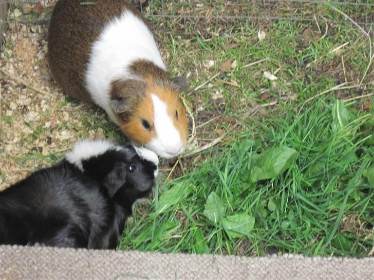 Marsvin Garfield R.I.P billede 7