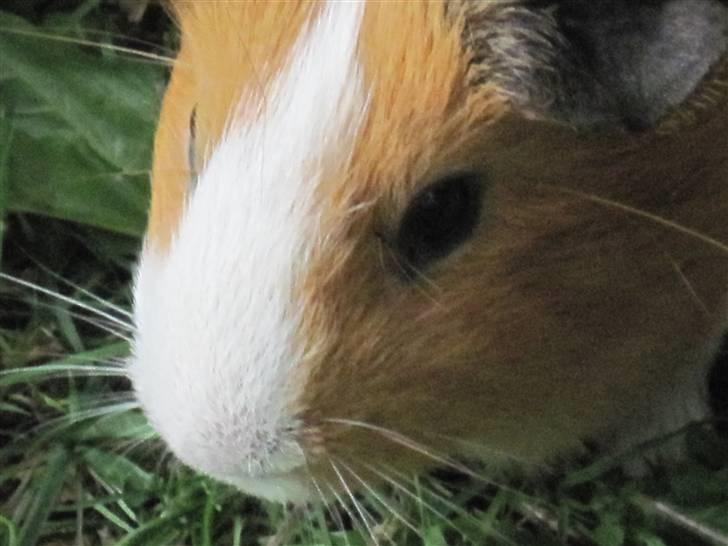 Marsvin Garfield R.I.P billede 8