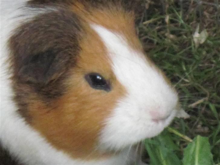 Marsvin Garfield R.I.P billede 9