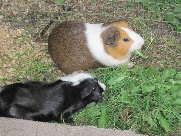 Marsvin Garfield R.I.P billede 10