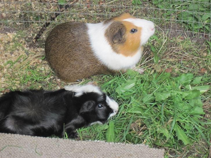 Marsvin Garfield R.I.P billede 11