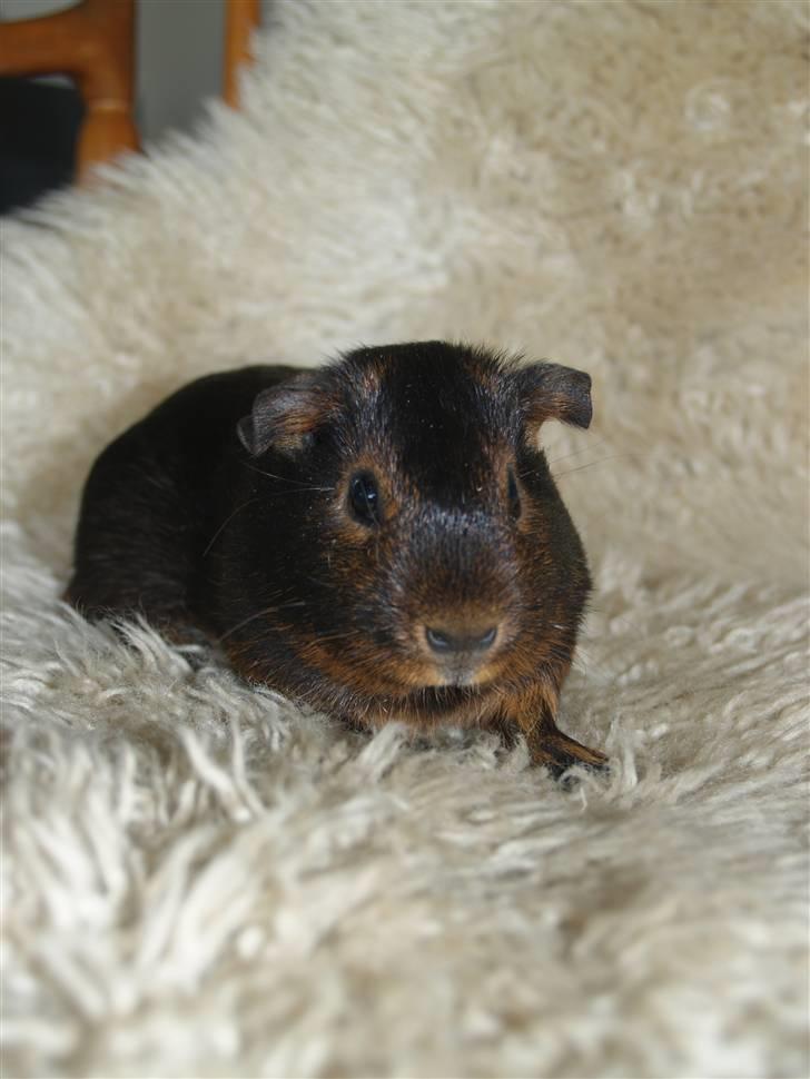 Marsvin Cirkeline billede 1