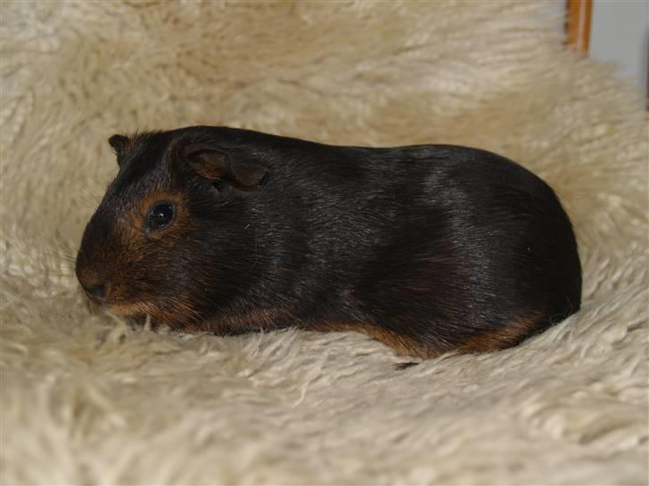 Marsvin Cirkeline billede 2