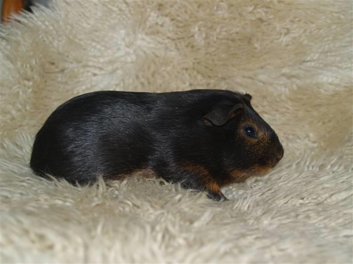 Marsvin Cirkeline billede 3