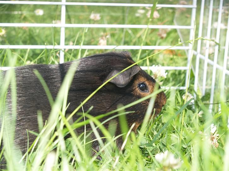 Marsvin Cirkeline billede 4