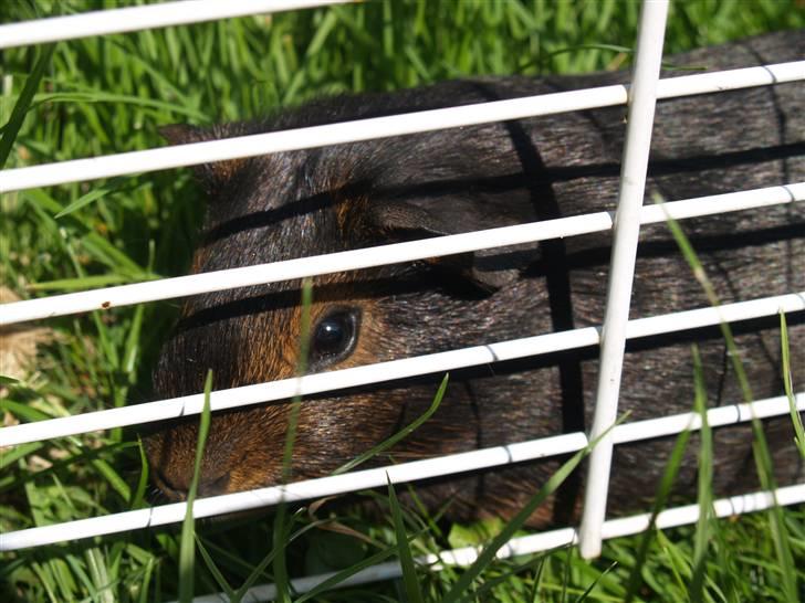 Marsvin Cirkeline billede 5