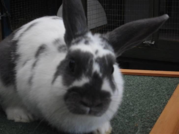 Kanin Hoppsernes Fiona billede 10